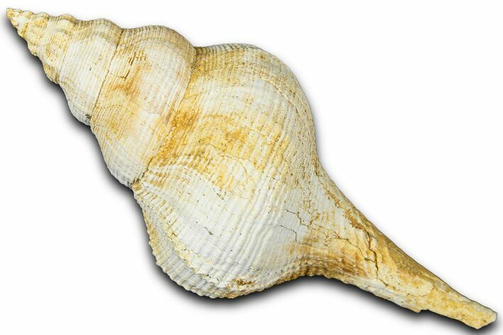 Miocene Fossil Sea Snail (Euthriofusus) Shell - France #365548